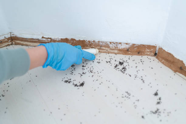 Best Cockroach Control Services  in Medford, NY